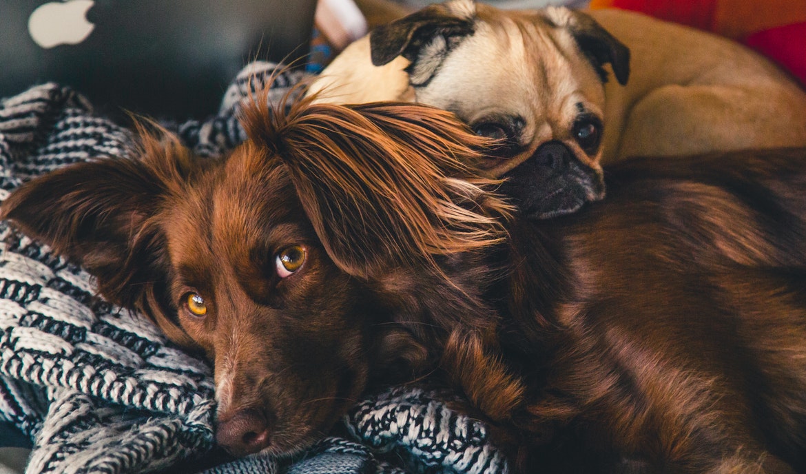 De ziekte van Lyme bij Honden: wat Hondeneigenaren moeten weten